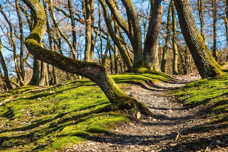 Ecotherapy Trails